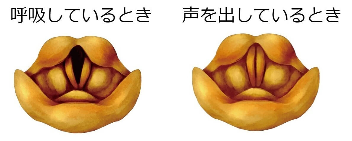 歌声がかすれる原因は?発声を改善するだけできれいな声で歌える!?